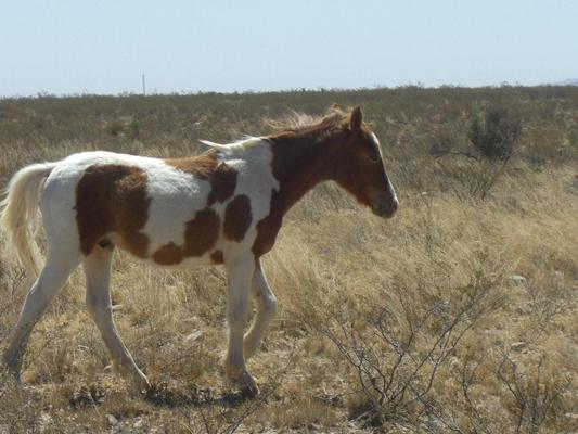 BQ Ranch Land
