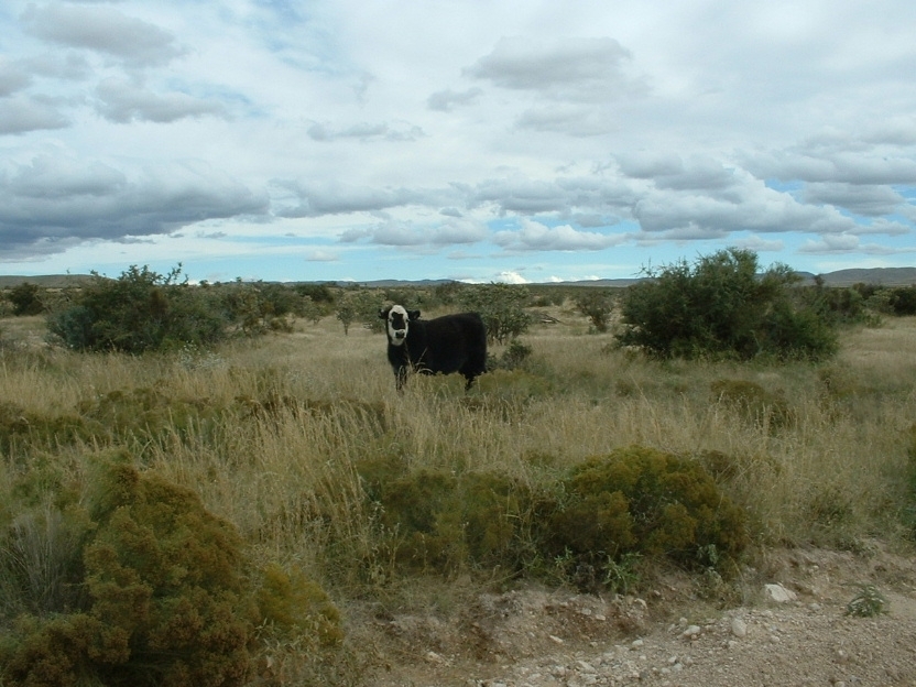 BQ Ranch Land