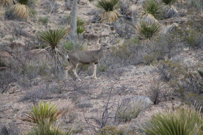 BQ Ranch Land