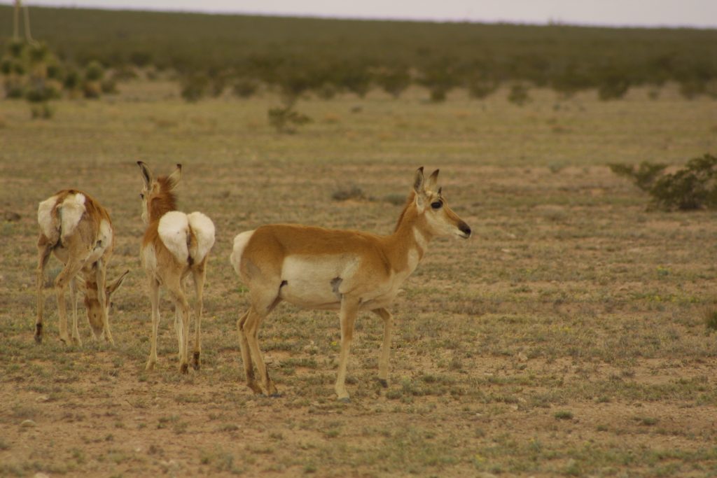 Cornudas Ranch Land