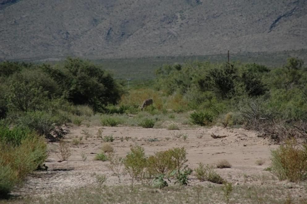 I-10 Ranch Land